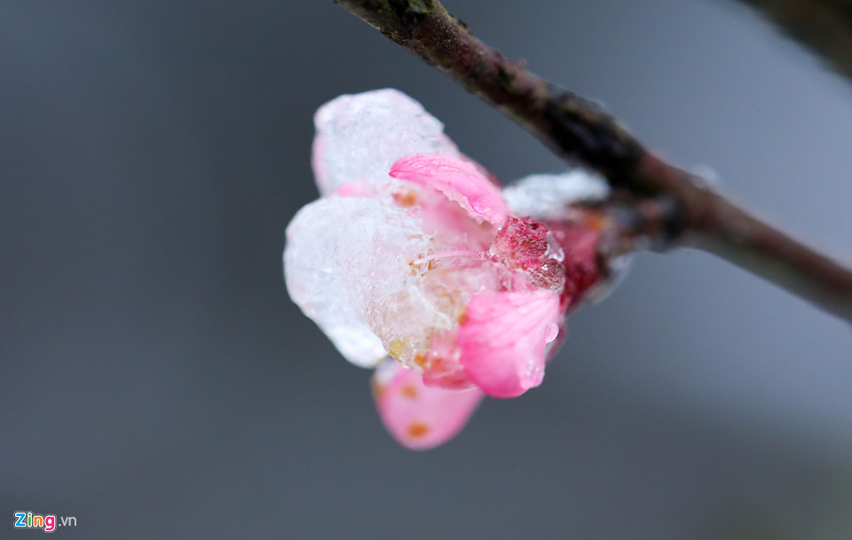 Hoa đào rừng rét quắt trong băng tuyết Sa Pa